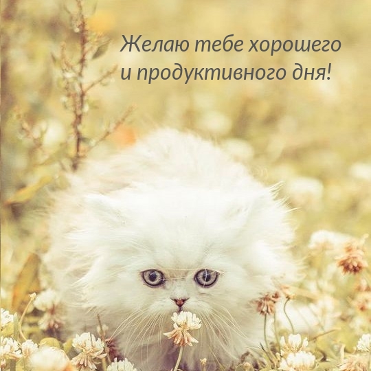 Желаю тебе хорошего и продуктивного дня!