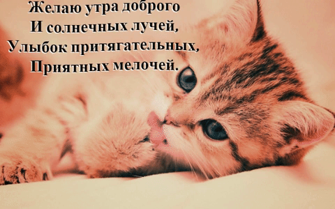 Желаю утра доброго И солнечных лучей