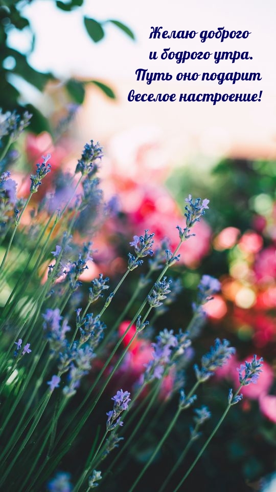 Желаю доброго и бодрого утра!