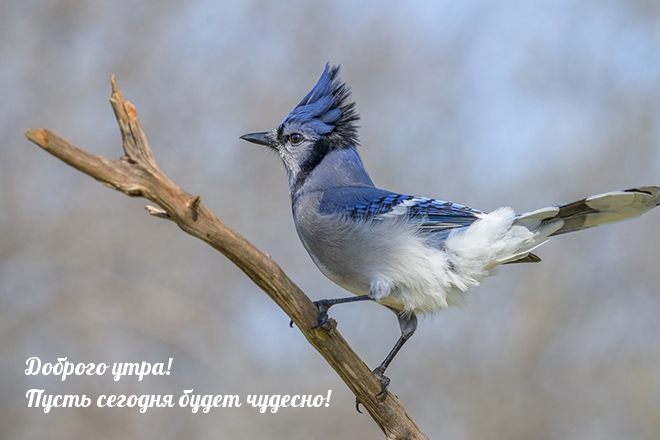 Пусть сегодня будет чудесно!