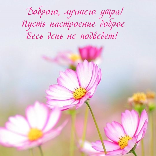 Доброго, лучшего утра! Пусть настроение доброе не подведет