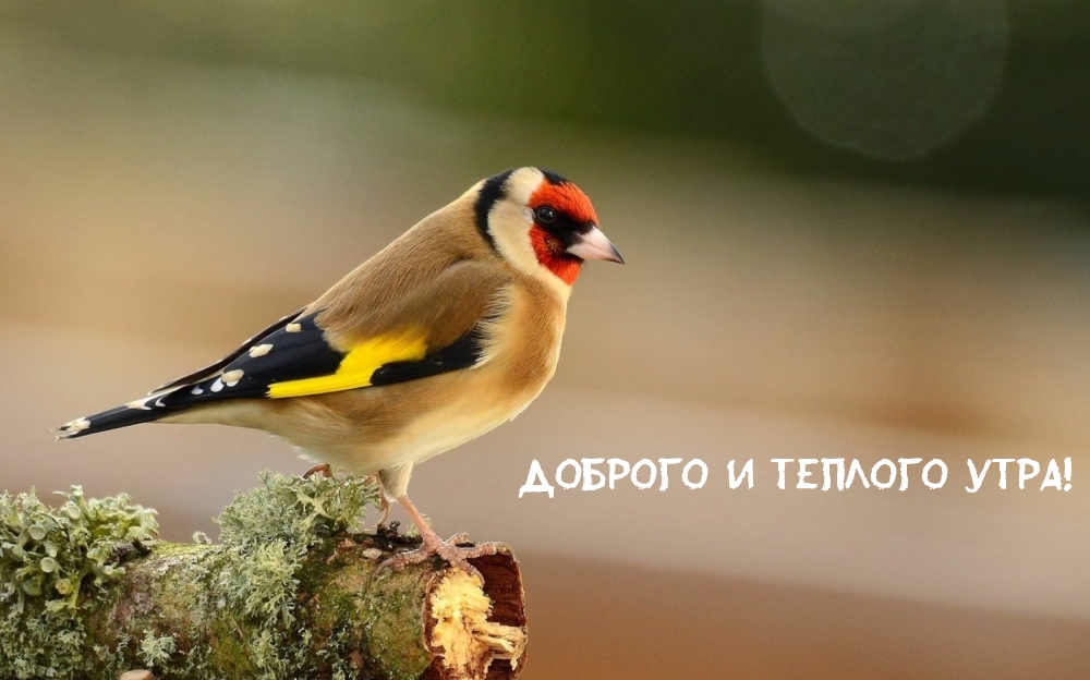 Доброго и теплого утра!