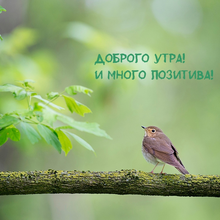 Доброго утра! И много позитива!