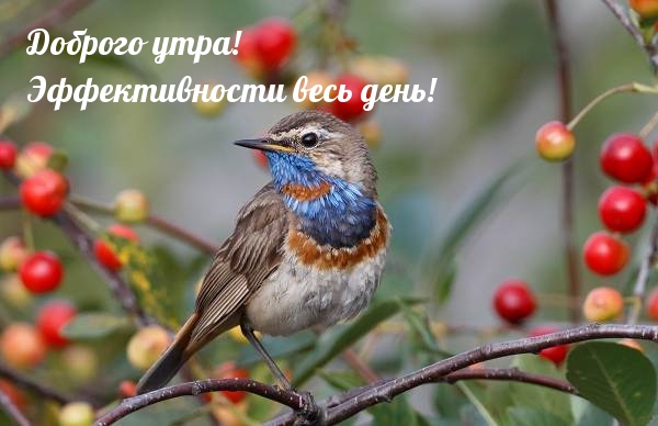 Доброго утра! Эффективности весь день!