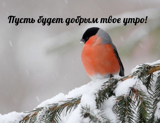 Пусть будет добрым твое утро!