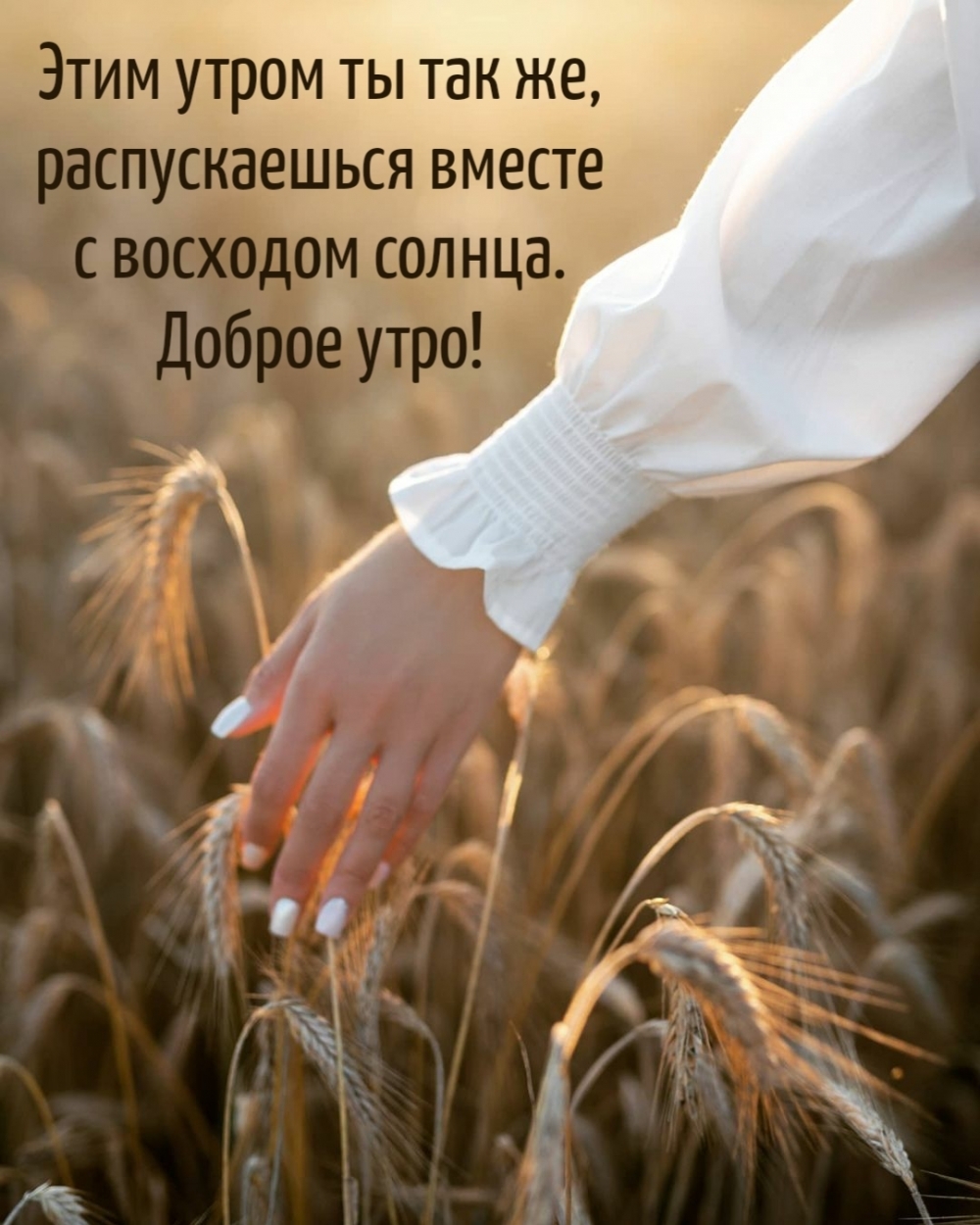 Этим утром ты так же, распускаешься вместе с восходом солнца.