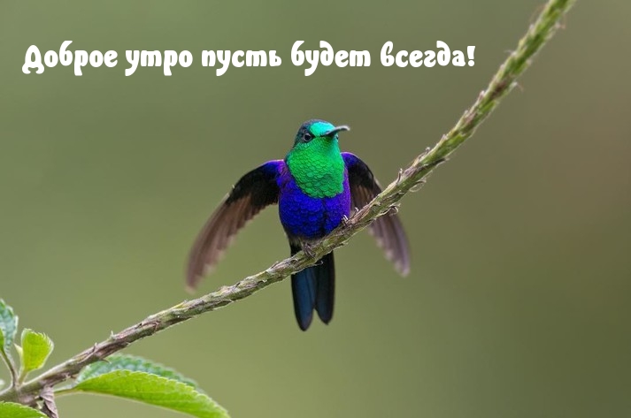 Доброе утро пусть будет всегда!