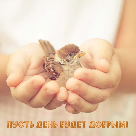 Пусть день будет добрым!