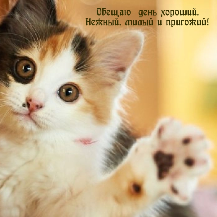 Обещаю день хороший, нежный, милый и пригожий!