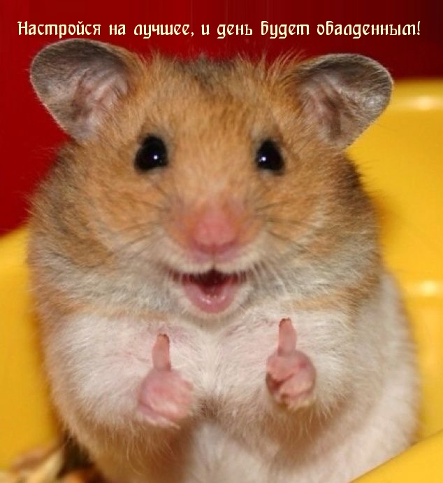 Настройся на лучшее, и день будет обалденным!