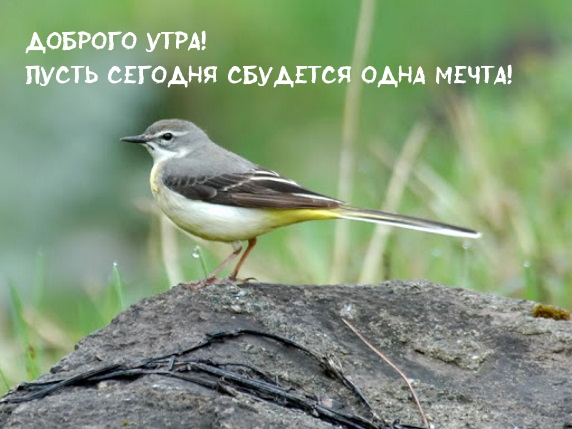 Доброго утра! Пусть сегодня сбудется одна мечта!