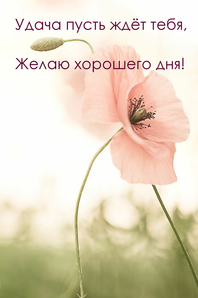Удача пусть ждëт тебя, желаю хорошего дня!