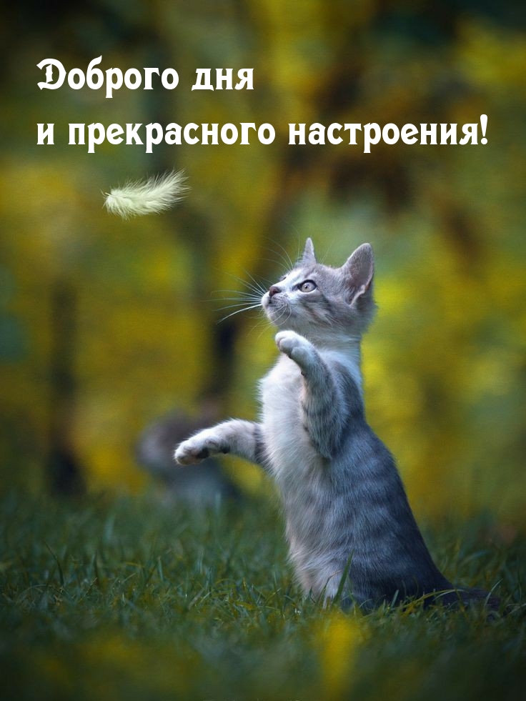 Доброго дня и прекрасного настроения!