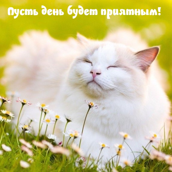 Пусть день будет приятным!