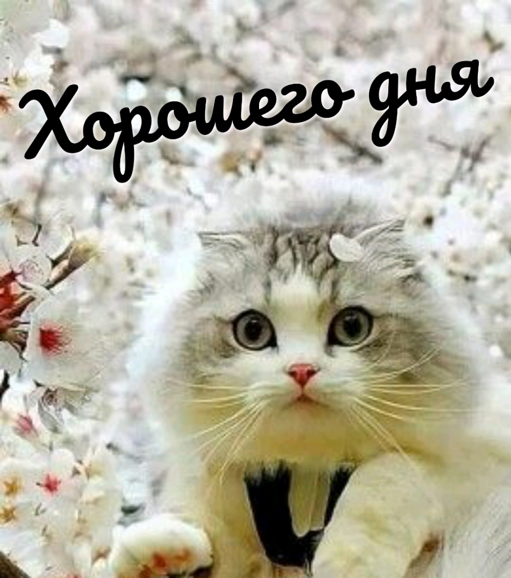 Хорошего дня