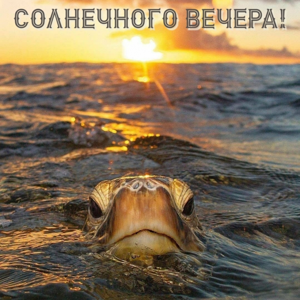 Солнечного вечера!