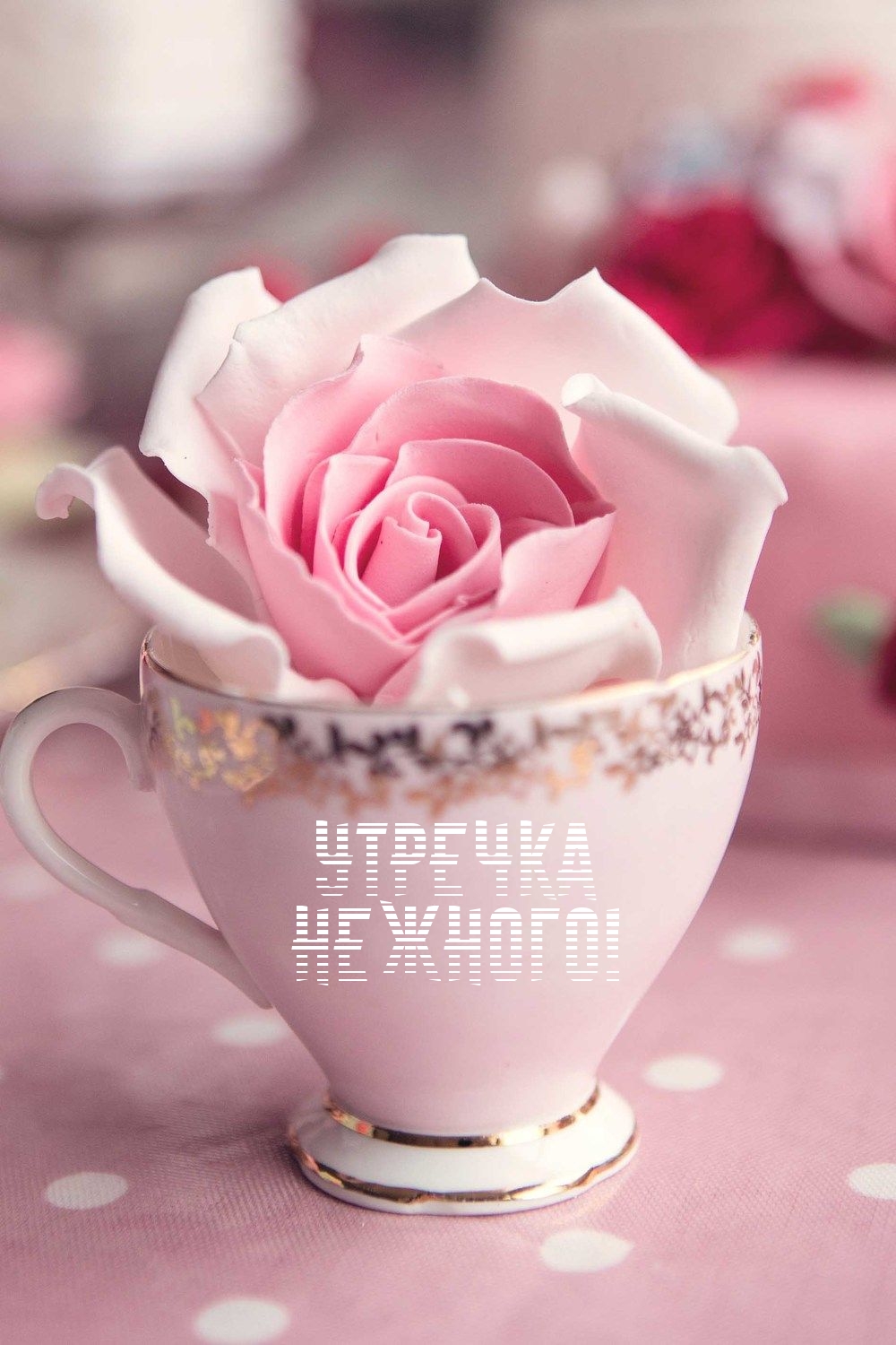 Утречка нежного!