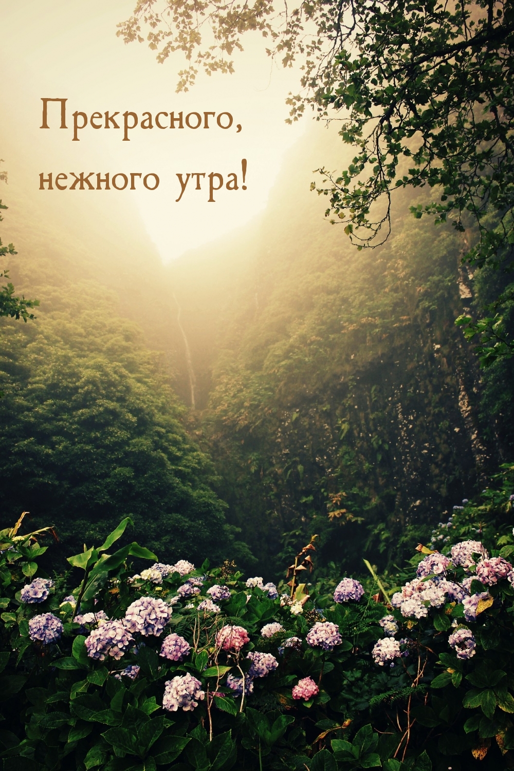 Прекрасного, нежного утра!