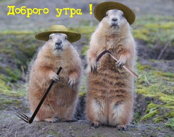 Доброго утра! От сусликов