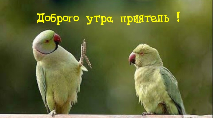 Доброго утра приятель!