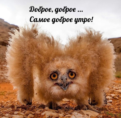 Доброе, доброе … Самое доброе утро!