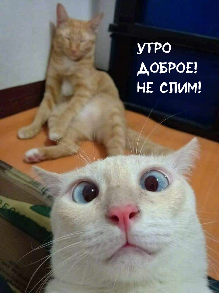 Утро доброе! Не спим!