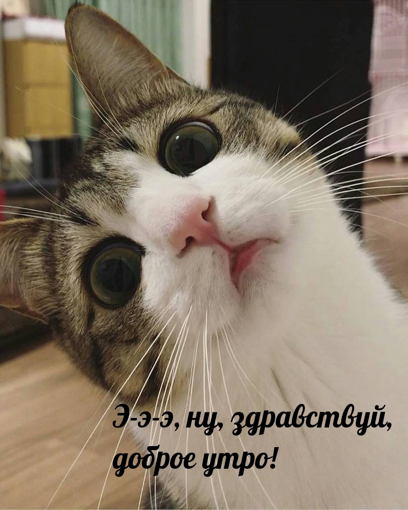 Э-э-э, ну, здравствуй, доброе утро!