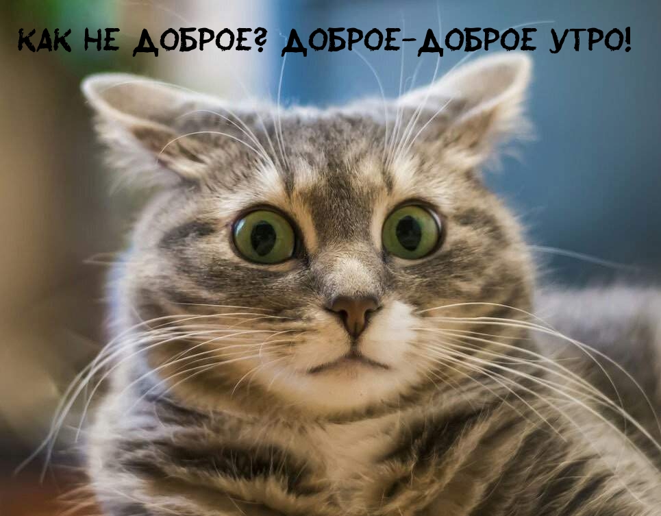 КАК НЕ ДОБРОЕ? ДОБРОЕ-ДОБРОЕ УТРО!