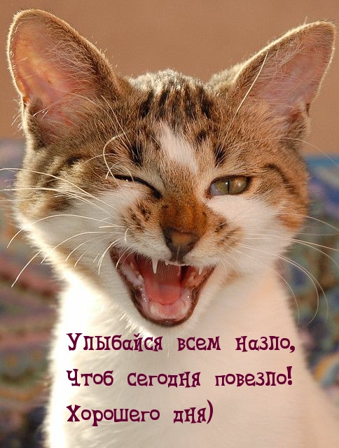 Улыбайся всем назло, чтоб сегодня повезло! Хорошего дня)