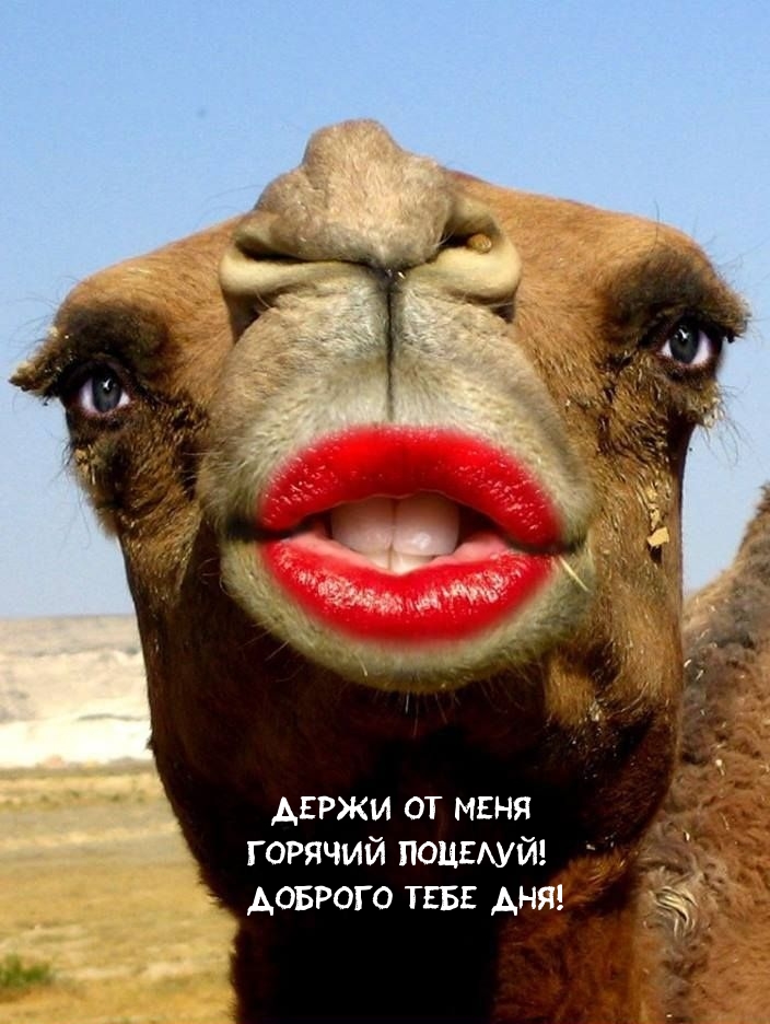 Держи от меня горячий поцелуй! Доброго тебе дня!