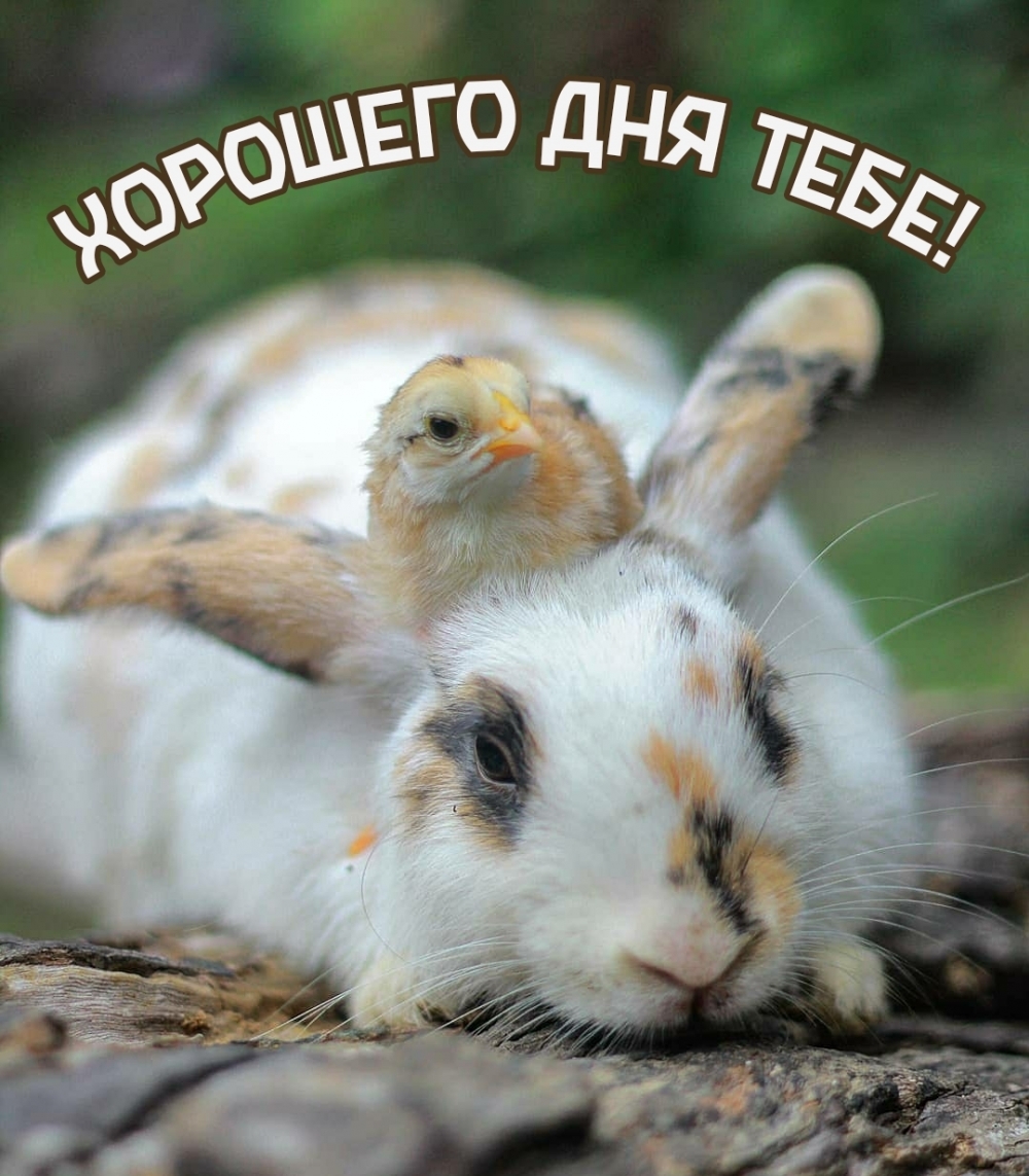 Хорошего дня тебе!