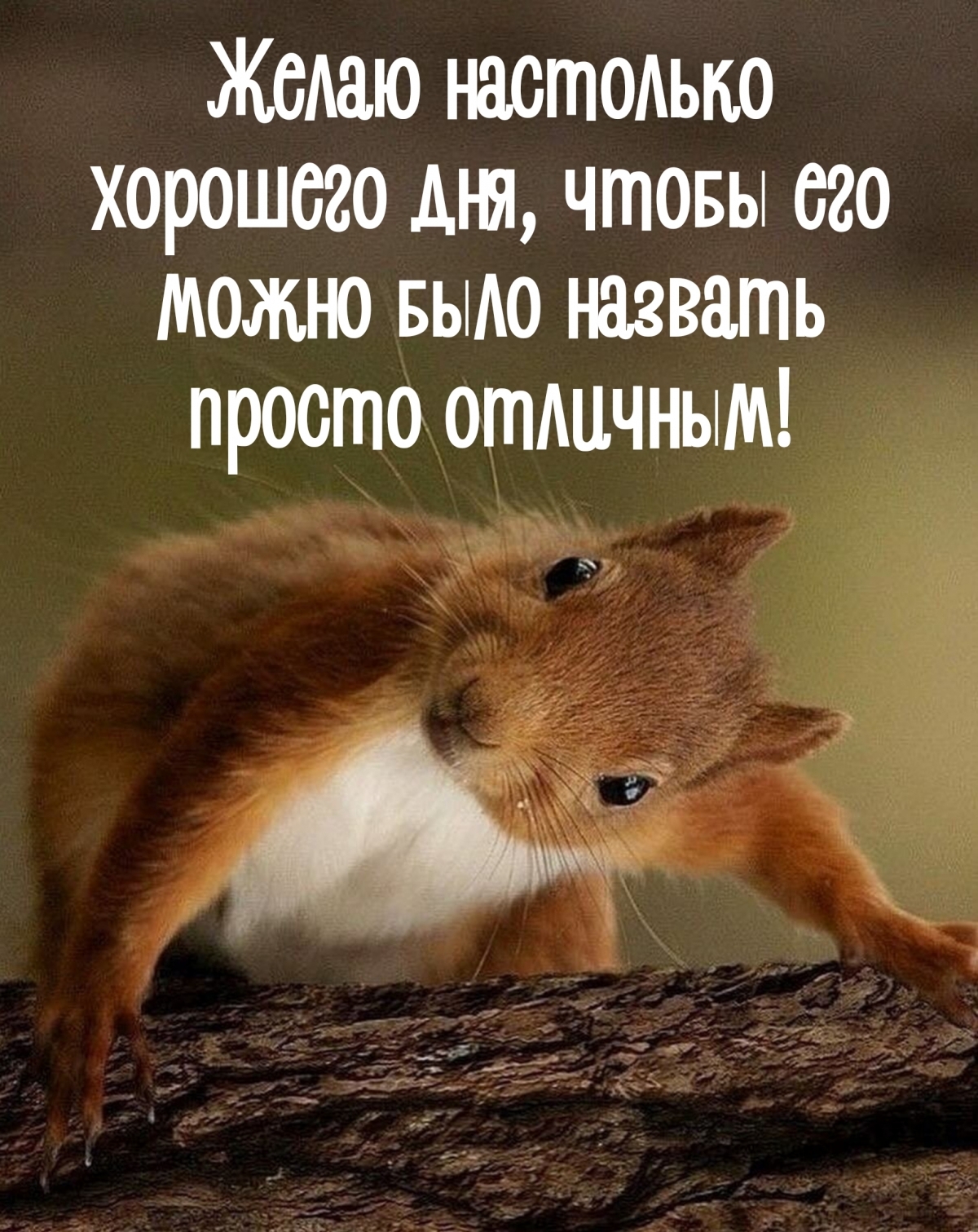 Смешная белка желает отличного дня