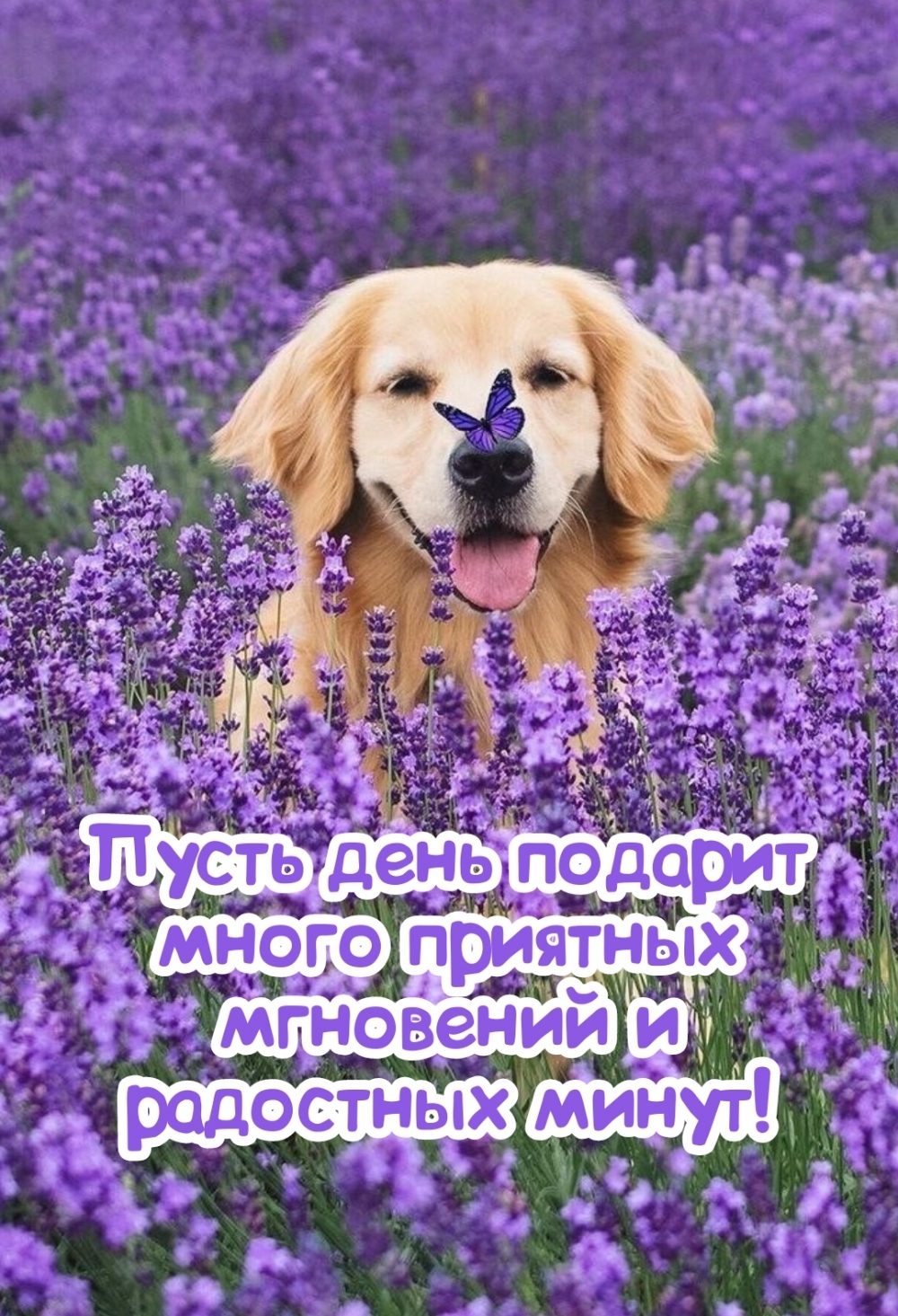 Пусть день подарит много приятных мгновений