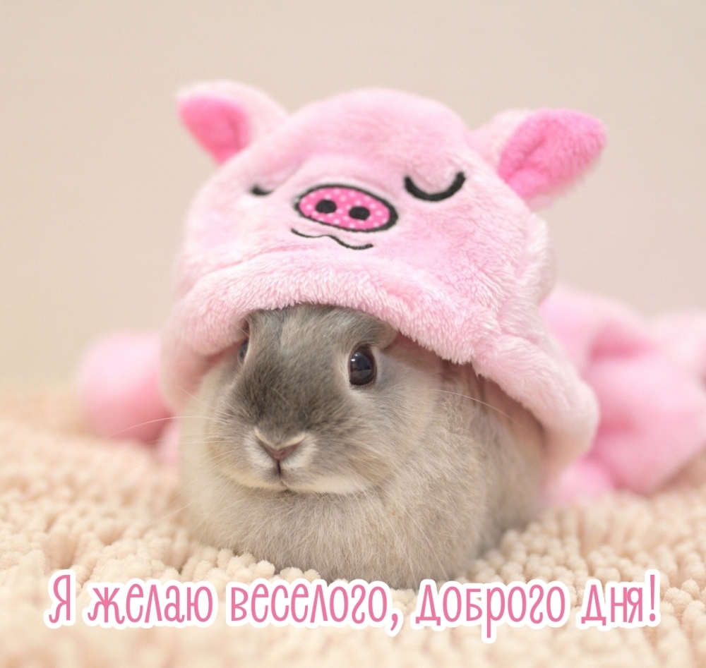 Я желаю веселого, доброго дня!
