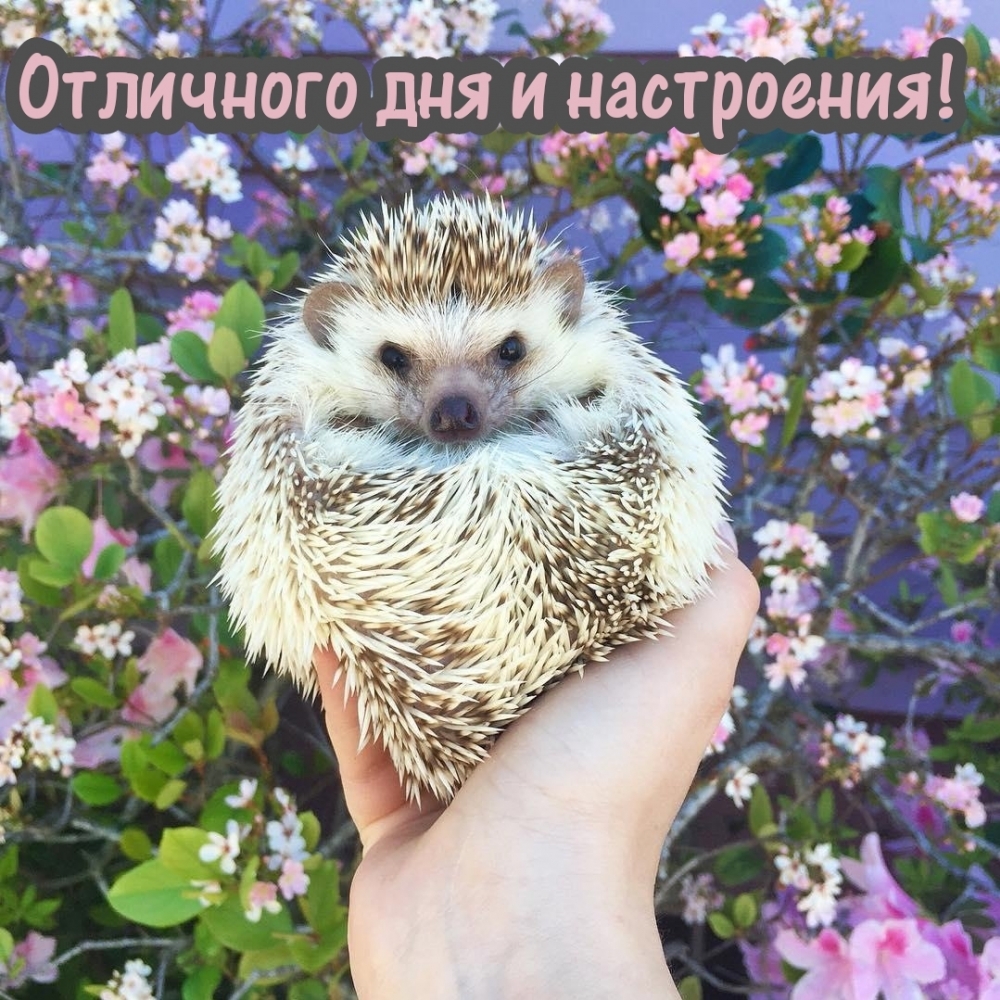 Отличного дня и настроения!