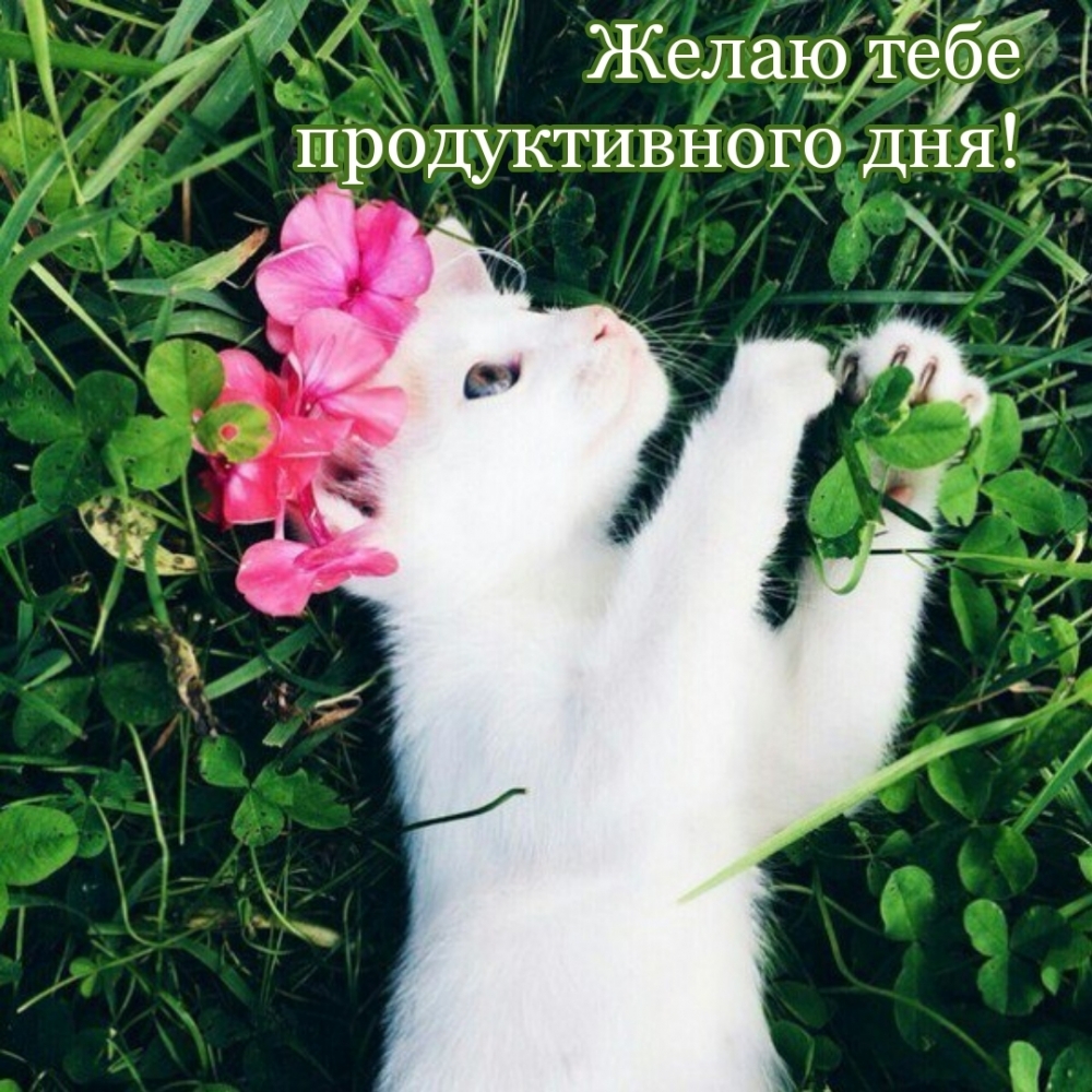 Желаю тебе продуктивного дня!