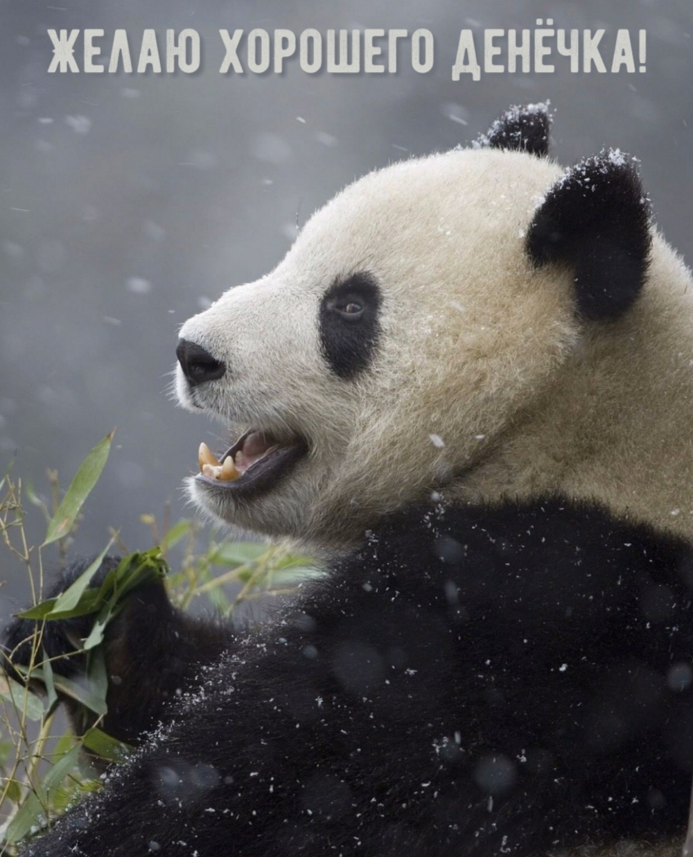 Желаю хорошего денёчка!