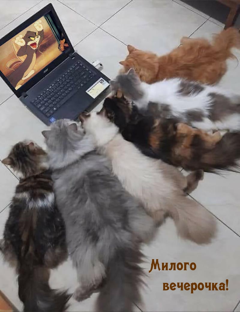 Милого вечерочка!