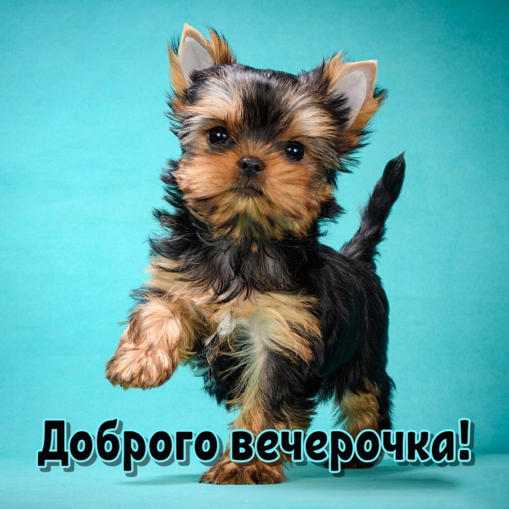 Доброго вечерочка!