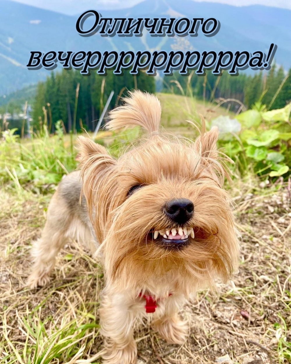 Отличного вечерррррррррра!