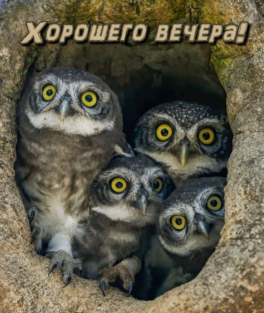 Хорошего вечера!