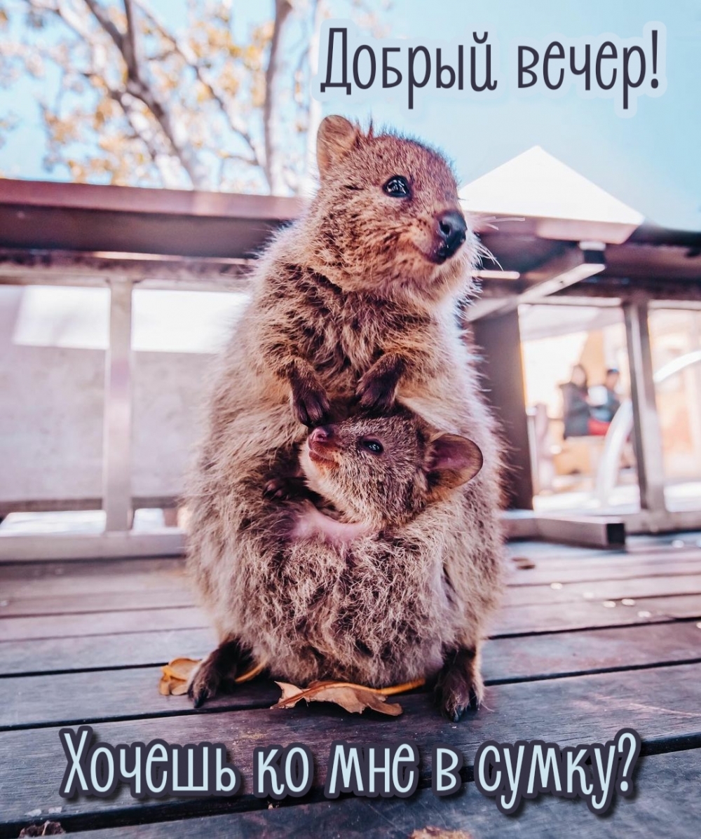 Добрый вечер! Хочешь ко мне в сумку?