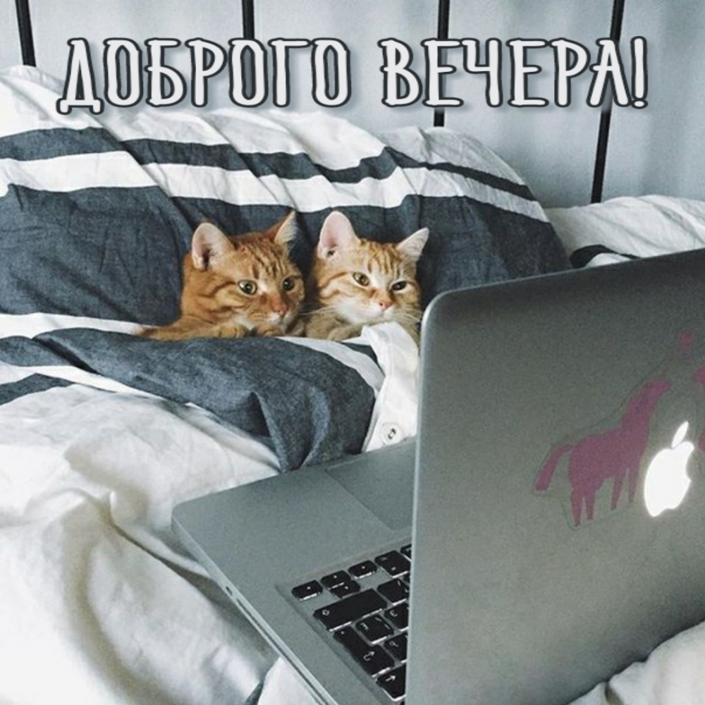 Коты вечером на кровати смотрят в ноутбук