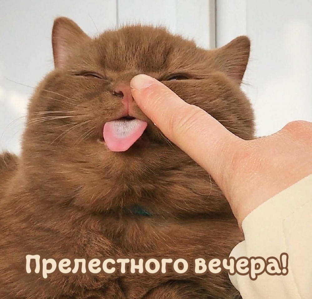 Прелестного вечера!