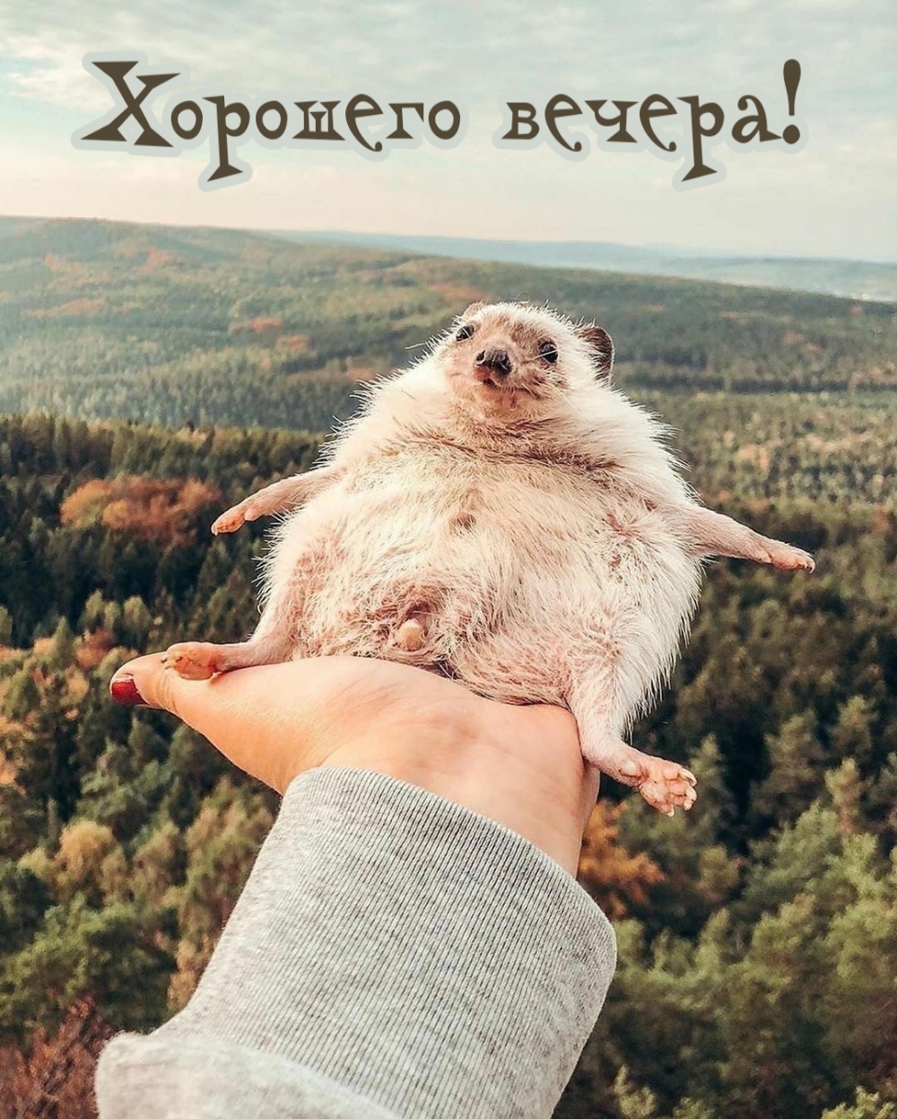 Хорошего вечера!