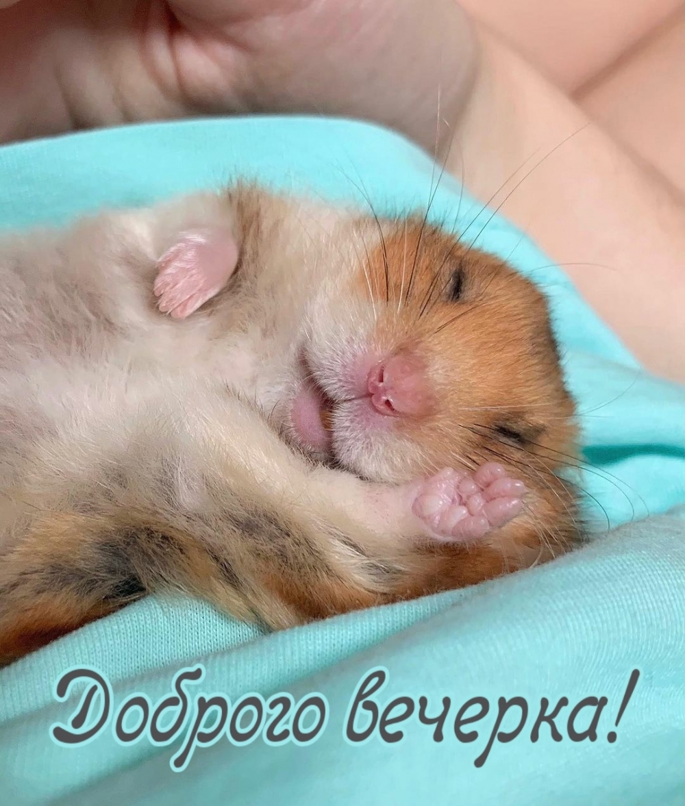 Доброго вечерка!