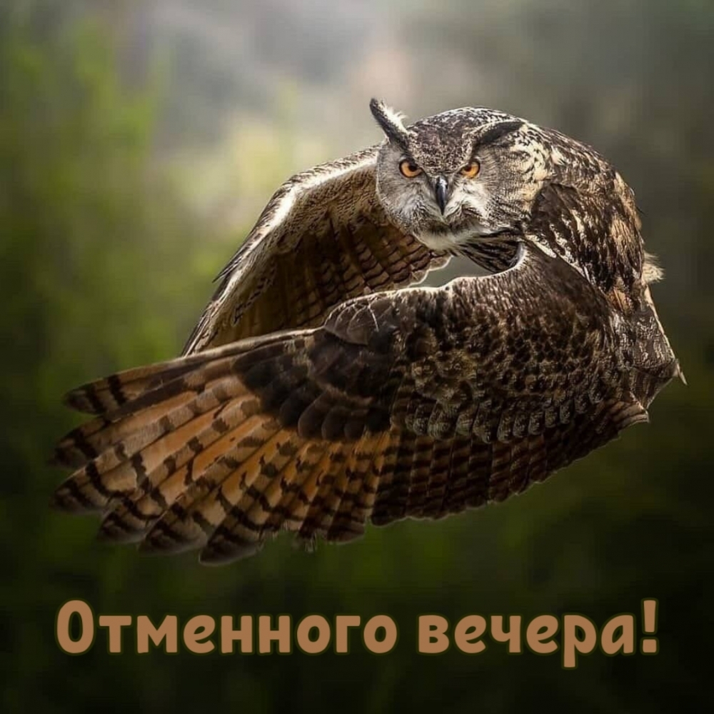 Отменного вечера!
