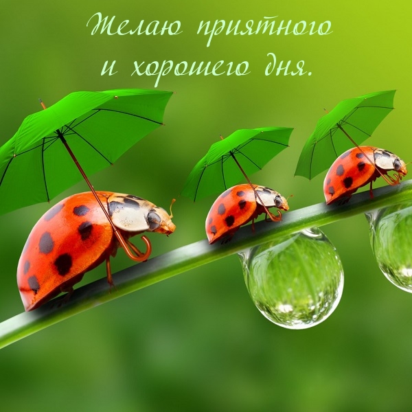 Желаю приятного и хорошего дня.