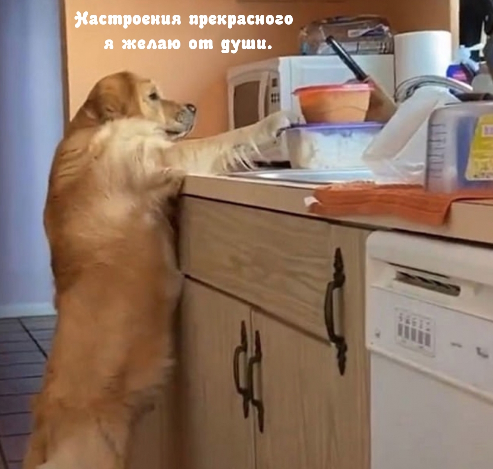 Прикольная собака для настроения