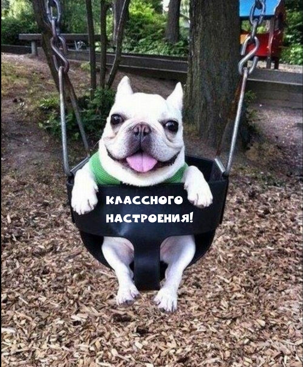 Смешная собака в качели для настроения
